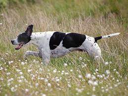 Pointer Dog Breed Information Pictures Characteristics Facts Dogtime