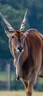 Synonyms, crossword answers and other related words for antelope. About Wild Animals Picture Of A Common Eland Wild Animals Photography Animals Wild Animals