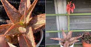 Image result for Aloe carnea
