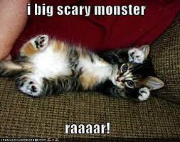 Check This Out Funny Cats And Kittens Meowing D Kittens Funny Adorable Kittens Funny Kitten Pictures