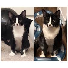 Black And White Tuxedo Cat Black White Tuxedo Cat Kitten Before After Transformation Year Challenge Glow Up All Grown Up Creepy Cat Fluffy Cat Cats And Kittens