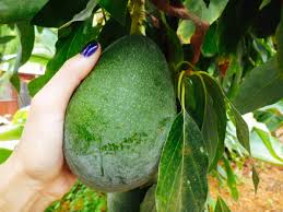 Check out my avocado tree grown from seed, it finally has avocados.how to grow an avocado from seedhow to grow an avocado tree from pithow to grow an avocado. How To Tell When An Avocado Is Ripe On The Tree Garden Betty