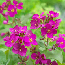 Image result for Arabis