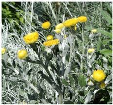 Image result for Helichrysum decorum