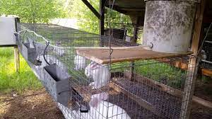Automatic Water System For Meat Rabbits Youtube In 2021 Meat Rabbits Chicken Watering System Rabbit Waterer