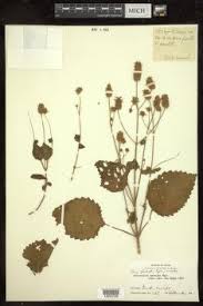 Image result for Alvesia clerodendroides