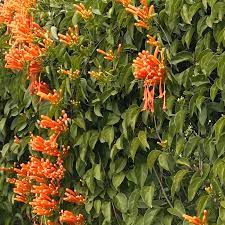 Check spelling or type a new query. Orange Trumpet Vine