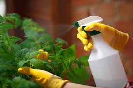 In an earlier youtube i explain how to make a homemade mixture of natural bug repellant to use to spray your fruit trees. 6 Easy Homemade Pesticides That Really Work