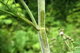 Image result for Apiaceae