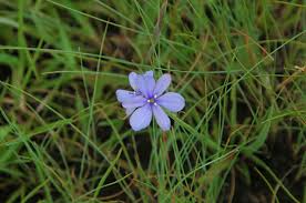 Image result for Aristea