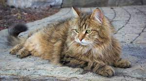 Siberian Cats Pet Health Insurance Tips