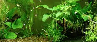 aquarium set up tips for a successful freshwater planted