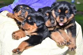 List and contact information of best and most trusted rottweiler rescues in pennsylvania. View Ad Rottweiler Litter Of Puppies For Sale Near Pennsylvania Quarryville Usa Adn 27633