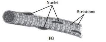 Ncert exemplar class 9 science is very important resource for students preparing for ix board science class 9 important questions are very helpful to score high marks in board exams. Draw Well Labelled Diagrams Of Various Types Of Muscles Found In Human Body