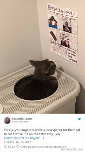 It is not easy for a cat owner to know the kind of foods their pet will take. Pin On We Love Cats And Kittens