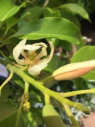 It can be used as a screening plant and can be pruned as a hedging plant. Michelia Alba Flower Plants Flowers Landscape