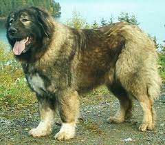 caucasian ovcharka caucasian shepherd dog farm dogs livestock guardian dog