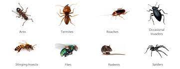 What are some examples of pests? Difference Between Pest And Insect Professional Z Pms