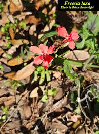 Image result for Freesia laxa