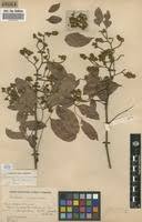Image result for Julbernardia paniculata