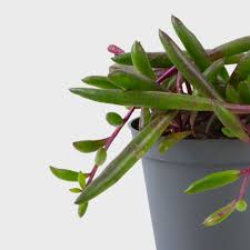 Image result for Senecio purpureus