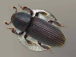 Image result for Isoglossa ciliata