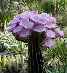 Preciosa Kakteen Und Sukkulenten Seltene Pflanzen Sukkulenten