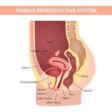And does the symptoms go away ? Can Std Go Away On Its Own