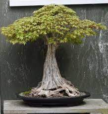 Basically, i don't see how it can be useful for bonsai, the chimera of ancient greek folklore was a hideous monster, made with parts of many animals. 21 Hokidachi Bonsai Ideas Bonsai Bonsai Tree Bonsai Garden