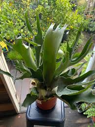 Image result for Platycerium