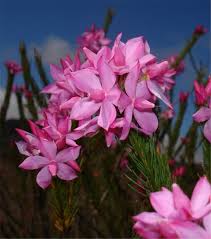 Image result for Sauvagesia