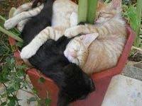 Idees Sympa Pour Amenager Une Chatterie Refuge Page 2 Hamac Chat Maison De Chat Mobilier Pour Chat