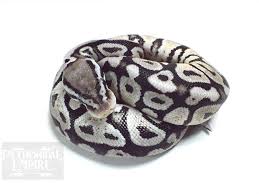 Axanthic Black Pewter Ball Python Axanthic Pastel Spotnose Vpi Line Morph List World Of Ball Pythons Ball Python Ball Python Morphs Snake Lovers