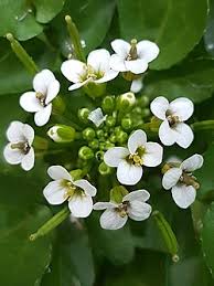 Image result for Nasturtium officinale