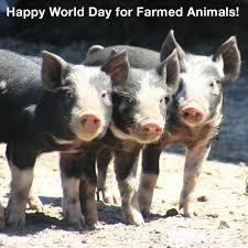 Happy World Day For Farmed Animals Learn More About Our Work To Improve Conditions For Farm Animals Http Www Wspa Ca Food Animals Wild Gift Animal Welfare