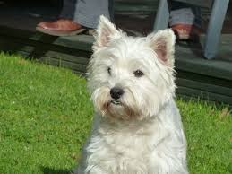 See west highland terrier stock video clips. West Highland White Terrier Wikipedia The Free Encyclopedia West Highland White Terrier West Highland Terrier Yorkshire Terrier Dog