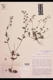 Image result for Hydrophyllaceae