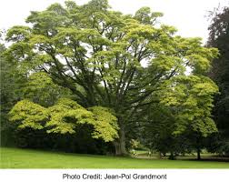 Image result for Elaeodendron schlechterianum