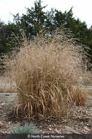 Image result for Panicum merkeri