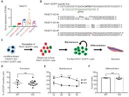 Identify the main muscles of the body, using the accompanying diagram; Transcriptional Landscape Of Myogenesis From Human Pluripotent Stem Cells Reveals A Key Role Of Twist1 In Maintenance Of Skeletal Muscle Progenitors Elife