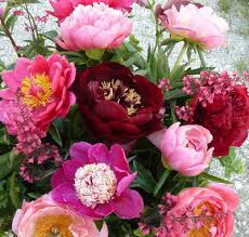 Pfingstrose den frühling im kopf und der sommer lockt. Blumengarten Andrea Kottner Pfingstrosen Taglilien Iris Startseite