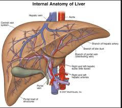 The croswodsolver.com system found 25 answers for the blood vessel which carries glucose and amino acids from small intestine to liver crossword clue. What Is The Blood Vessel That Will Have The Highest Concentration Of Urea After A Meal Quora