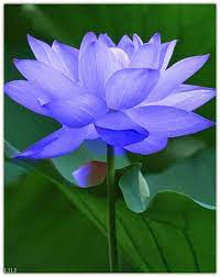 International Flower Dreamy Nature Amazing Flowers Flowers Nature Flowers