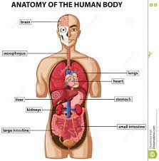 The spine provides support to hold the head and body up straight. Map Of Human Organs Map Of Organs In Male Body Anatomy Of Organs In The Human Body Human Koibana Info Anatomia Del Corpo Corpo Umano Anatomia