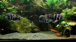 frontosa cichlid diet size lifespan cost breeding