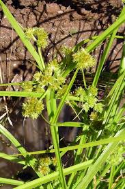 Image result for Courtoisina cyperoides