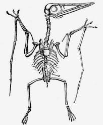 Maybe you would like to learn more about one of these? Datei Pterodactylus Lydekker Jpg Wikipedia