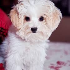 Check spelling or type a new query. Maltipoo Maltese Toy Poodle Cross Breed Profile Information