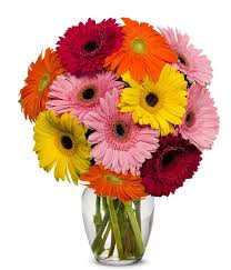 Beautiful, simple posies of artificial gerbera daisies which are available in a variety of different colours, as the bouquets are made to order and fully personalisable, you can choose up to 3 different colour gerberas for us to create the. Gerbera Daisies Gerbera Daisy Delivery Fromyouflowers