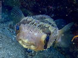 The porcupinefish, in case of danger can inflate itself by swallowing water to deter the potential predator with its larger volume and it can raise its spines. Diodon Hystrix Spot Fin Porcupinefish Snorkeling Report